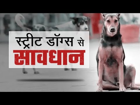 स्ट्रीट डॉग्स से सावधान #doglover #dog