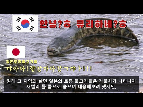 일본 하천을 초토화 시킨 외래종 5대천왕