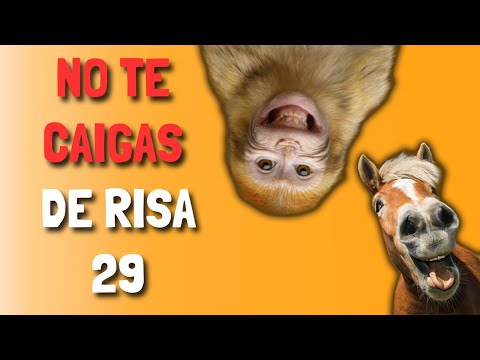 No te caigas de RISA   29