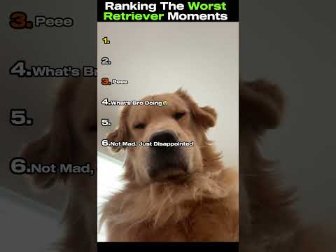 Ranking The Worst Retriever Moments. #dog #goldenretriever #shorts