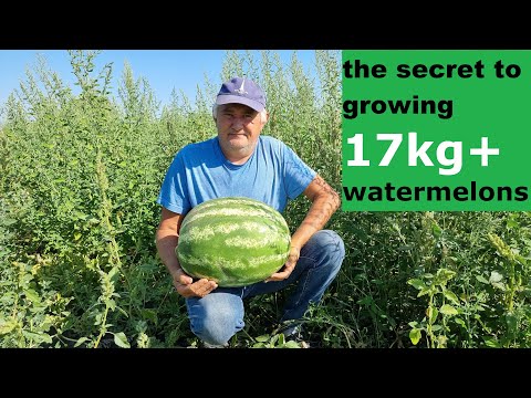 Giant Watermelons at Home: Complete Growing Guide