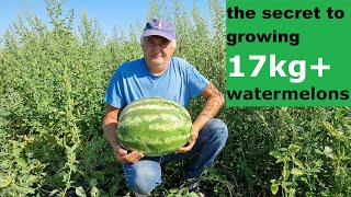 Giant Watermelons at Home: Complete Growing Guide