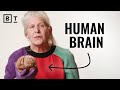 Understanding the Brain and Its Functions