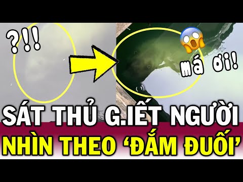 Tưởng gặp SƯ TỬ biển ĐÁNG YÊU, thanh niên CỨNG NGƯỜI khi bị SÁT THỦ nhìn chằm chằm | Tin Việt Độc Lạ