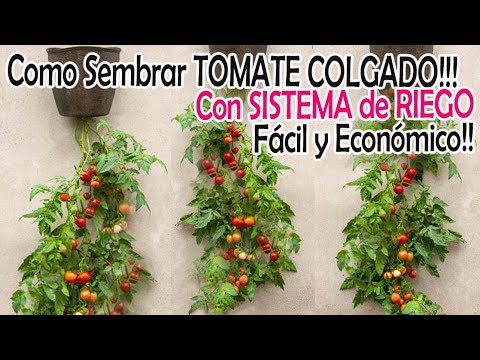TOMATE COLGADO con SISTEMA de RIEGO Fácil y Económico!!!!