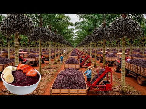 MAIOR FAZENDA DE AÇAI DO MUNDO QUE FICA NO BRASIL