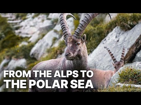 Wild & Wide Awake - From the Alps to the Polar Sea | Wildlife Documentary