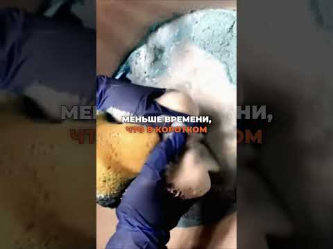 😂АМЕРИКАНЦЫ ИЗУЧИЛИ РУССКИХ! ДО КОНЦА!😂 #юмор #смех  #шутки #приколы