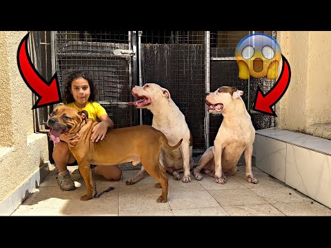 اول لقاء بعد غياب سنة انس وبويكا الصغير مع بويكا وسلطان🥺