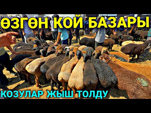 КОЗУЛАР АРЗАНДАП КАЛДЫБЫ??? 🤯 #байтв
