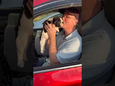 Puppy overload - handing my husband puppies unexpectedly #puppy #dogs #pets #funny #shorts