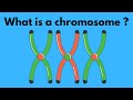 Understanding Chromosomes