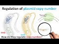 Plasmid Regulation and Function