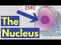 Nucleus and Its Functions