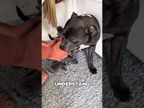 she didn't know how to be a mom 🐕 (izythestaffy)