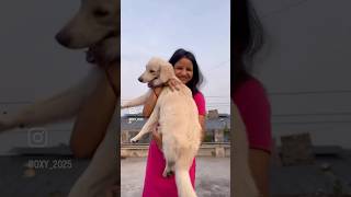 #everyone#highlights#pets#oxy2025#vairalvideo#youtubeshorts#puppy#views#doglover#goldenretrieversdog