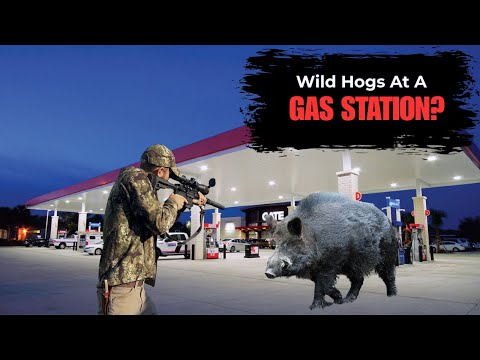 Wild Boars Invade Gas Station Property!