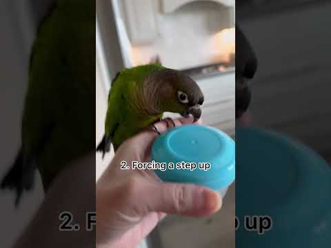 #parrot #birds #macaw #parrotlet #senegal #amazon #eclectusparrot #birdtraining