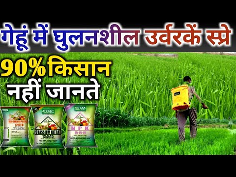 गेहूं में उर्वरक स्प्रे कब कितनी बार करें। many times spray fertilizer on wheat.