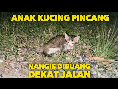 MENANGIS ANAK KUCING PINCANG INI DIBUANG DEKAT JALAN