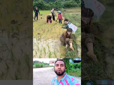 #shorts #shortvideo #viralvideo #shortsfeed