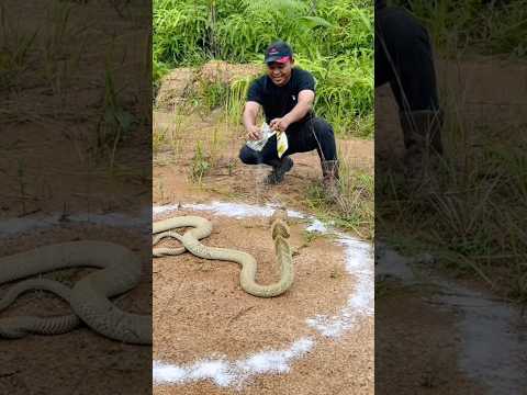 Monster king cobra raksasa di kelilingi garam | manda petualang | king cobra