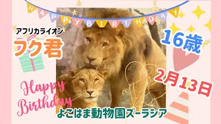 2月13日はフク君のお誕生日💓おめでとう🎉紳士で優しいフク君🦁❤️愛するニノちゃんと幸せ時間🥰短い動画です✨ ＃ライオン ＃ズーラシア