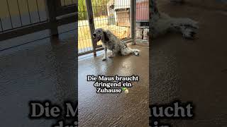 Zuhause gesucht 🥺💔