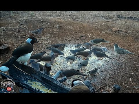 UM BANDO DE JURITIS COMEM TODO O MILHO DO COMEDOURO E MUITOS MOCÓS COMEÇARAM A DESTRUIR OS CACTOS