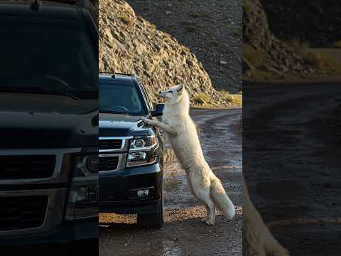Two white foxes stopped me and saved my life. #animals #rescueanimals#animalslovers #aianimals