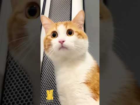 Funny Cat & Cute Kittens606😻 #shorts #kucing #kucinglucu #funny #pet #cat #foryou #viral #viralvideo