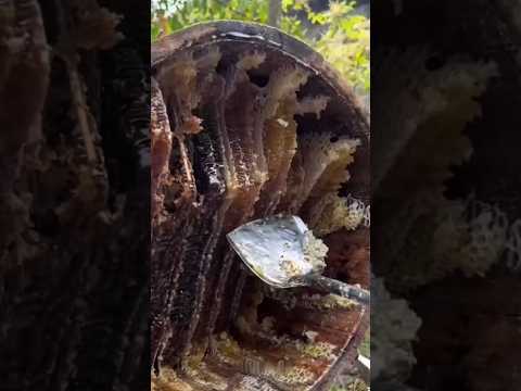 Honey Farming Method Of China
