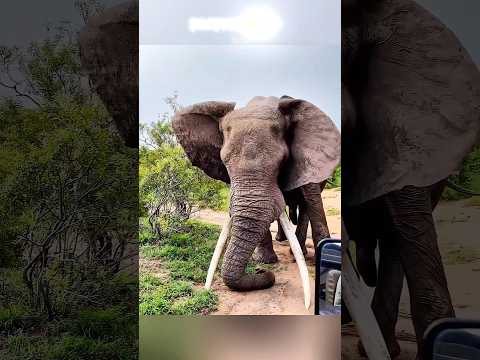 Why Elephant Ears Are So Huge #shorts