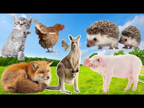 Peaceful Rainforest Animal Sounds for Tranquility: Cat, Chicken, Pig, Hedgehog, Wolf