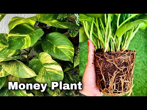 How to Grow Money Plant in soil, Propagate money plant cuttings