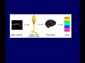 Understanding Color Blindness and Genetics