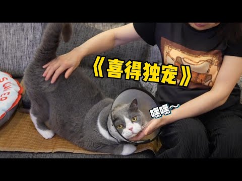 【喵来啦】把嫡长猫送去外婆家独宠一周后，它整个猫都变了！