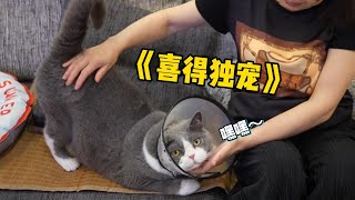 【喵来啦】把嫡长猫送去外婆家独宠一周后，它整个猫都变了！