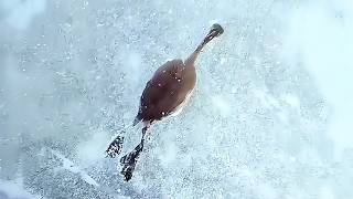 凍った湖で助けられた小さなアヒル…成長した姿に家族全員が涙！