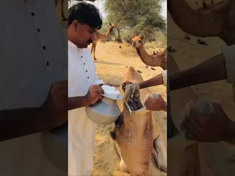 “Rahasia Mengejutkan! 🐪 Begini Cara agar Unta Bertahan di Gurun Mesir 🔥🌵”