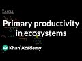 Energy Flow in Ecosystems