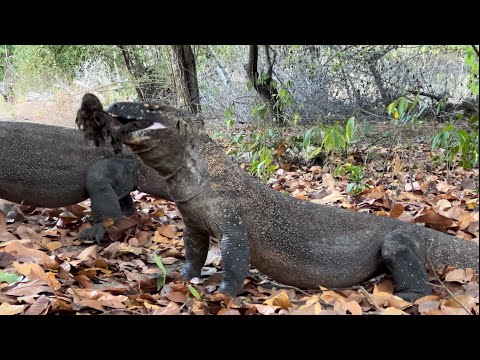 Komodo Dragons Forcefully Swallow Food