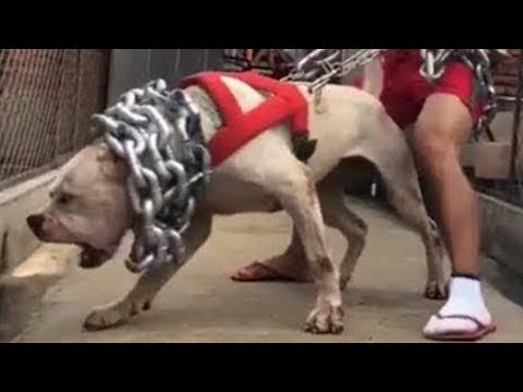 As Raças de Cães mais Perigosos que Existem