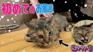 一年前までｼｬｰｼｬｰだった愛猫を初めてお風呂に入れてみた結果...。