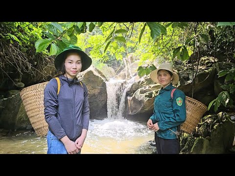 Vào rừng hái tìm thảo dược - bữa cơm cá mắm nướng - xôi nếp cẩm quá ngon