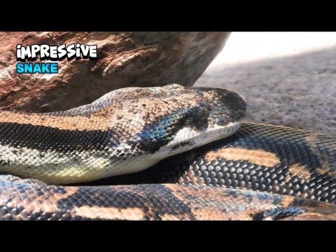 The Greatness Of a Massive Snake