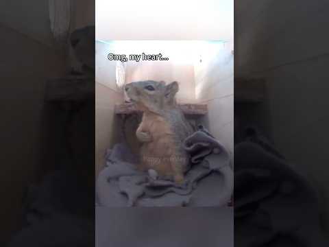 How animals react when they hear thunder for the dirst time😖⚡️#funnyvideo #foryou #funnyanimals