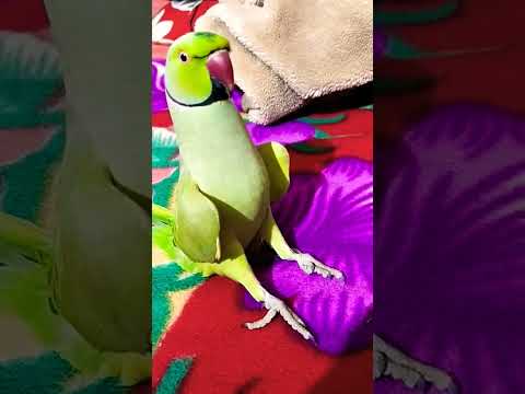 i am lazy parrot 🦜🐦🤣😂