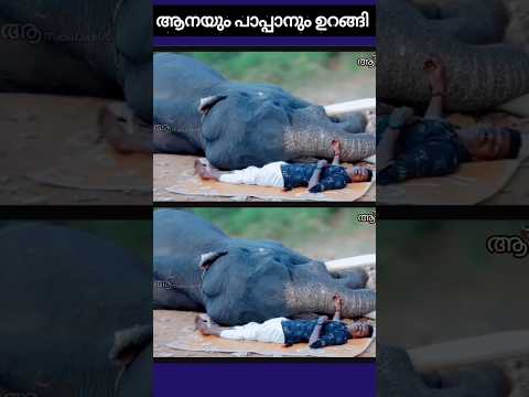 ആനയും പാപ്പാനും ഉറങ്ങിപ്പോയി | malayalapuzha rajan elephant |#wildelephant #elephantattack #shorts