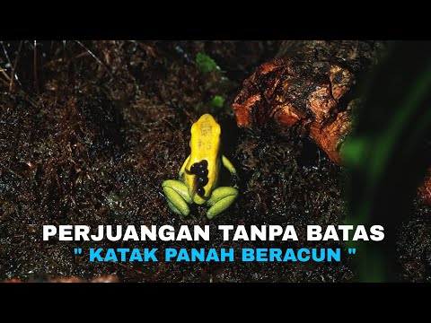 Permata Hutan Hujan : Perjuangan Katak Panah Beracun
